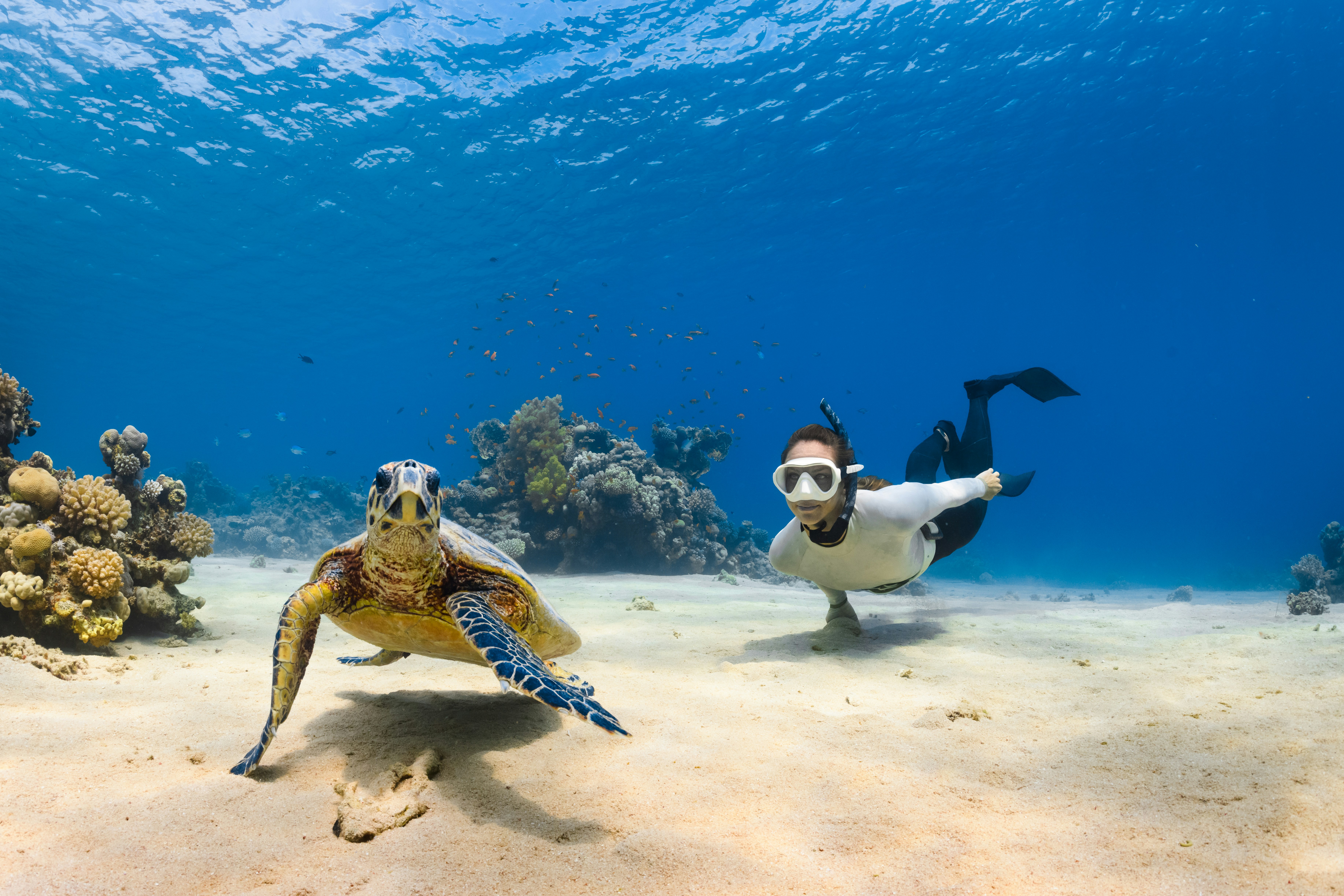 Freediver with a turtle